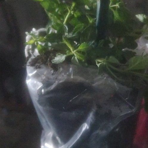 Photo of the plant species Narrow-Fruited Water-Starwort by @SirPignut39 named Khaleesi on Greg, the plant care app