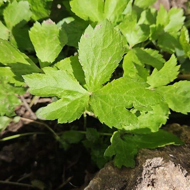 Photo of the plant species Greater Masterwort by @AcePalmier84 named ChloroPhil on Greg, the plant care app