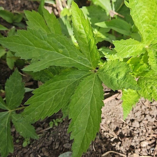 Photo of the plant species Greater Masterwort by @AcePalmier84 named Walt on Greg, the plant care app