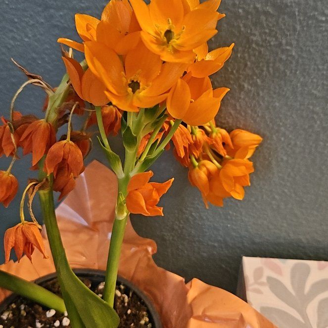 Photo of the plant species Orange Sun Star by @AcePalmier84 named Lebron on Greg, the plant care app