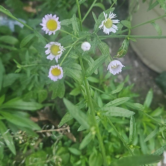 Photo of the plant species Annual Fleabane by @AcePalmier84 named Apollo on Greg, the plant care app