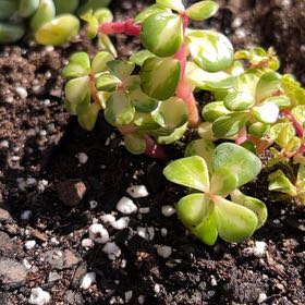 Photo of the plant species Portulacaria afra 'Kaleidoscope' by @LikableFeijoa65 named Luna on Greg, the plant care app