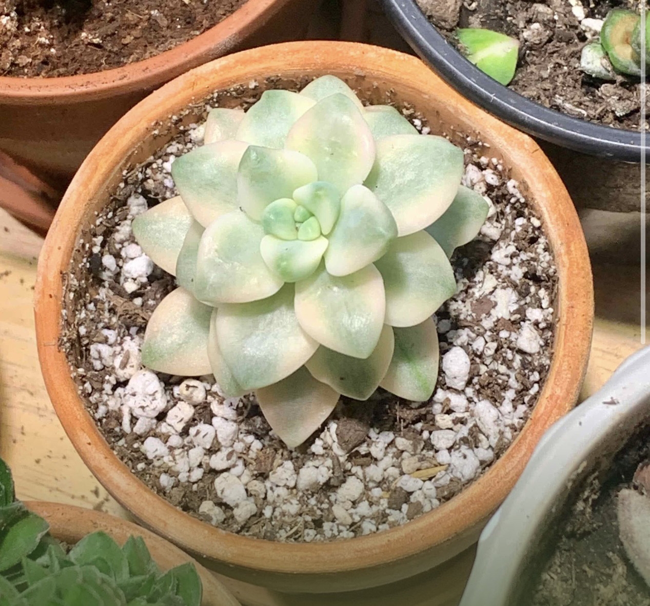 Photo of the plant species Porcelain Plant by @LikableFeijoa65 named Shakira on Greg, the plant care app