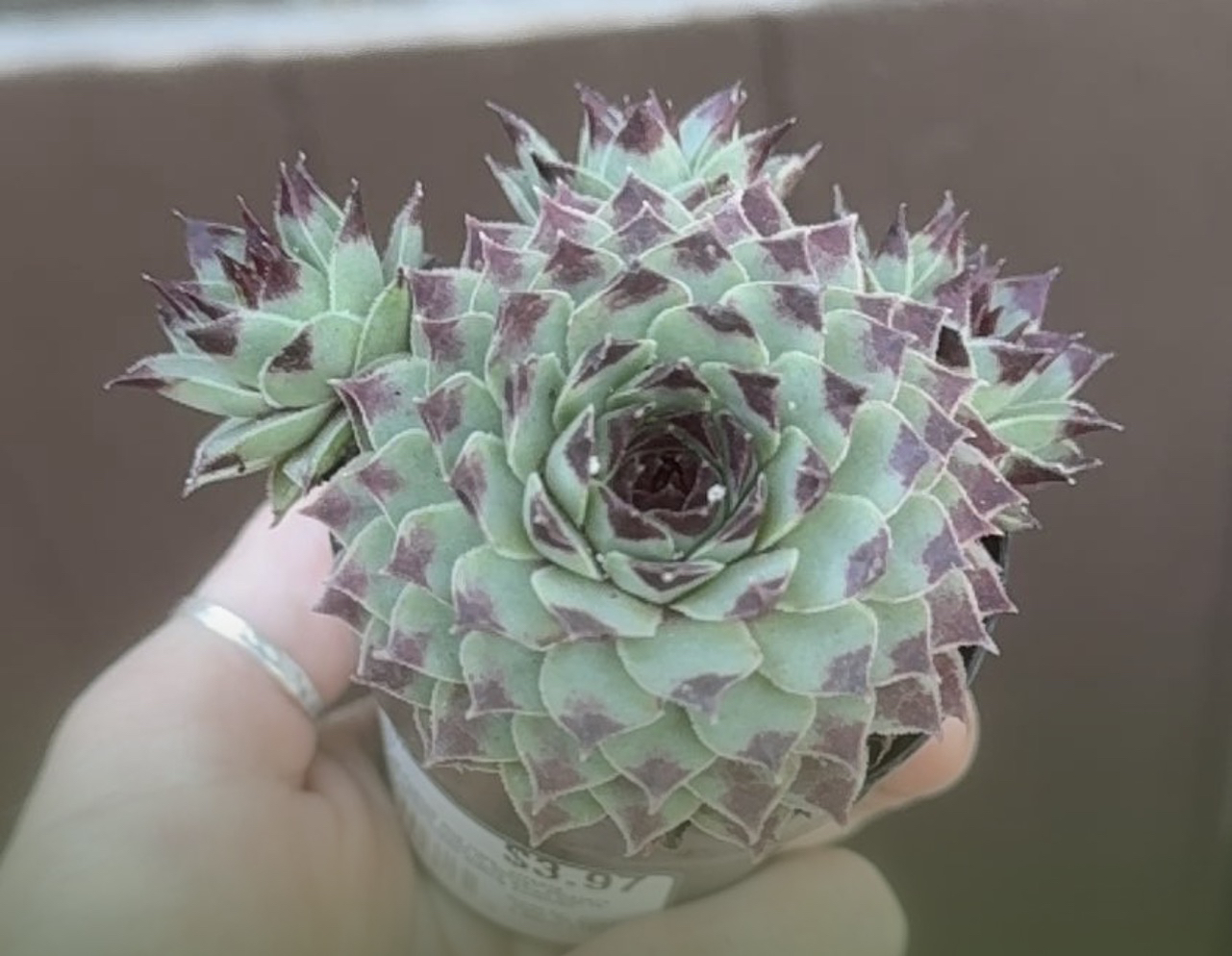 Photo of the plant species Sempervivum calcareum by @LikableFeijoa65 named Gobi on Greg, the plant care app