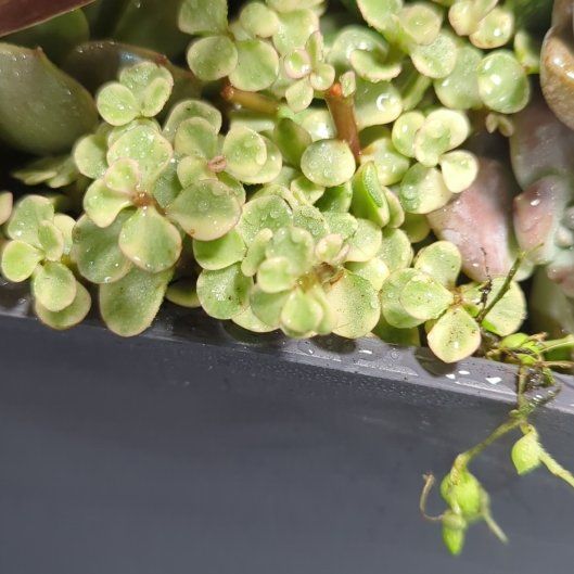 Photo of the plant species Common Duckmeat by @ModernCardoon89 named Marley on Greg, the plant care app