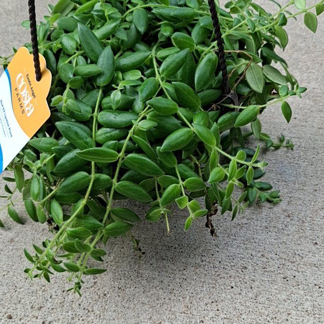 Photo of the plant species Red Elf Lipstick Plant by @TopElkweed14 named Gomez on Greg, the plant care app