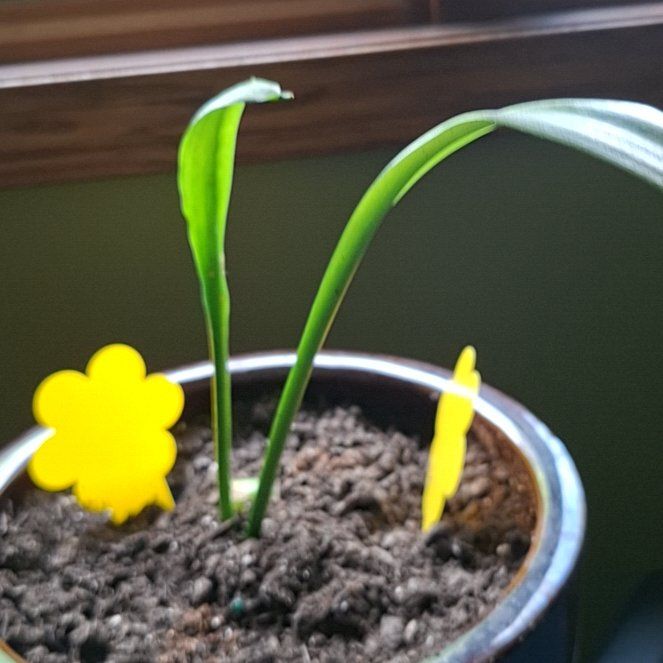 Photo of the plant species Jaboa Sansevieria by @TopElkweed14 named Kylie on Greg, the plant care app