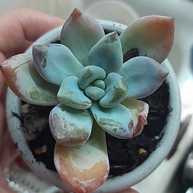 Photo of the plant species Pachyveria 'Powder Puff' by @LordSweetbaby92 named Sherlock on Greg, the plant care app
