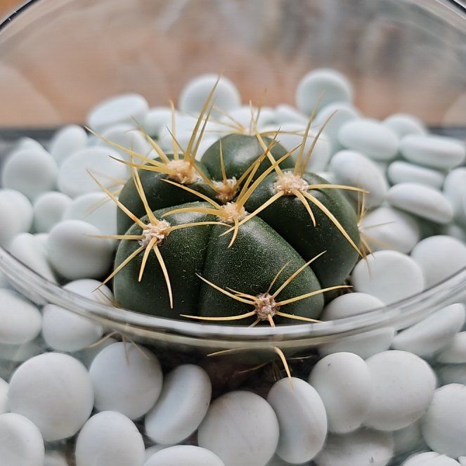 Photo of the plant species Thelocactus hexaedrophorus by @KeyTutsan39 named Elle on Greg, the plant care app