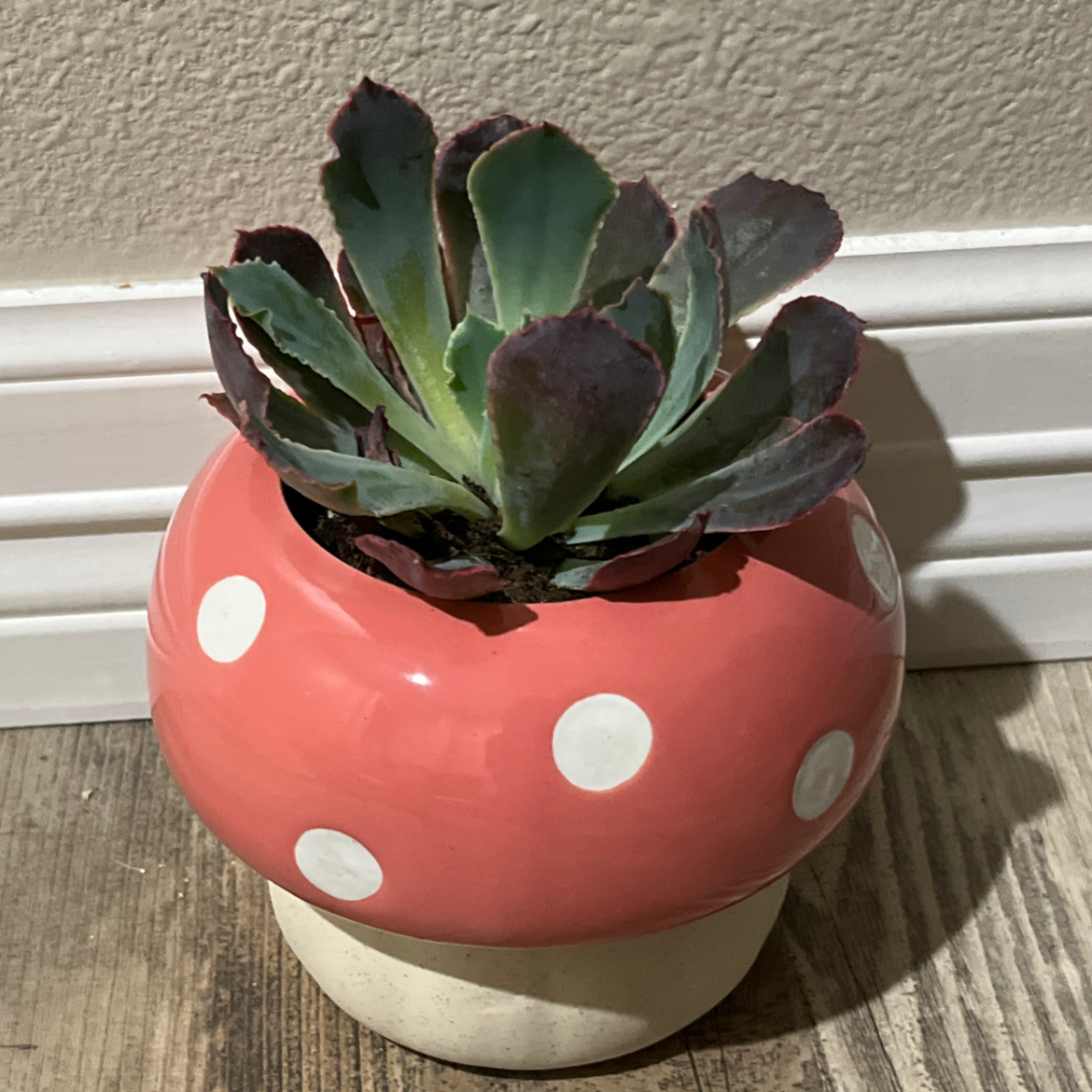 Photo of the plant species Succulent by @SportyFord2 named Veria on Greg, the plant care app