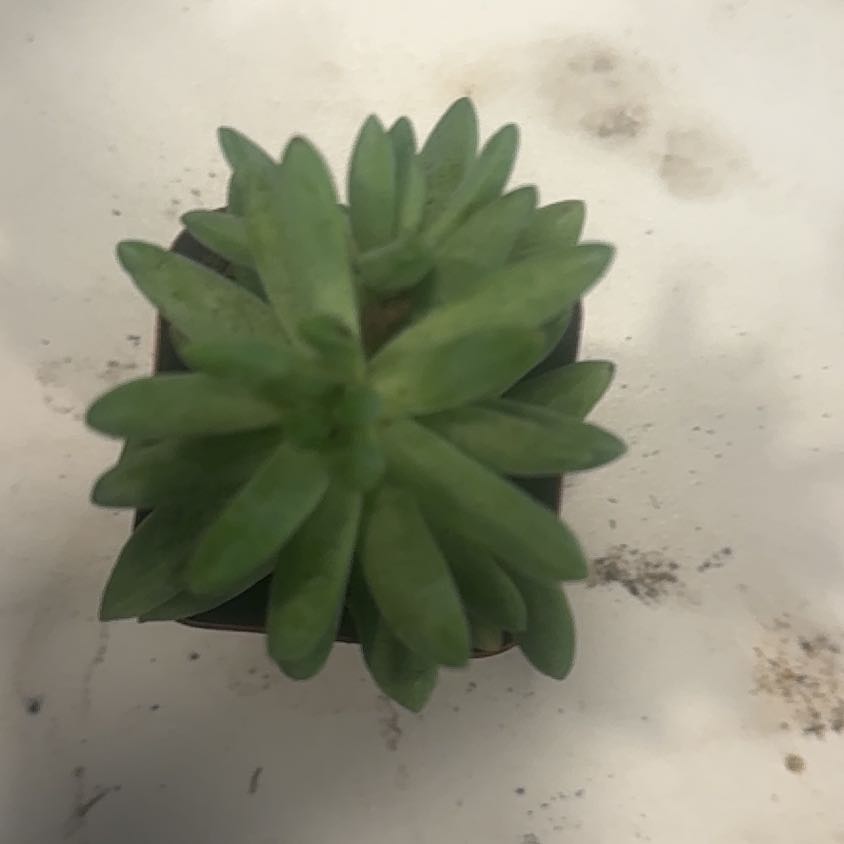 Photo of the plant species Rose Moss by @SpotlessLithop7 named Tolkien on Greg, the plant care app