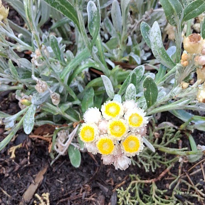 Photo of the plant species Mediterranean Strawflower by @LordlyRoselle5 named Sonora on Greg, the plant care app