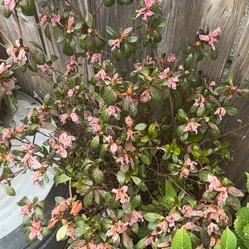 Photo of the plant species Satsuki by @VipBeans31 named Foxxy on Greg, the plant care app
