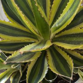 Photo of the plant species Thorn-Crested Century Plant by @TryAtlascedar52 named Lebron on Greg, the plant care app