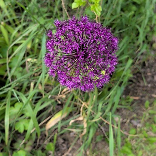 Photo of the plant species Elephant Garlic by @BreezyDill31 named Hemingway on Greg, the plant care app