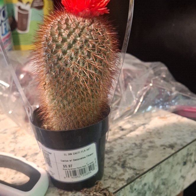 Photo of the plant species Texas Rainbow Cactus by @GemTupeia53 named Lebron on Greg, the plant care app