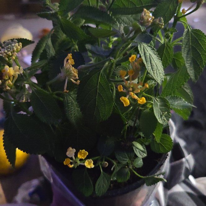 Photo of the plant species Lantana by @ProperSeaorache named Harper on Greg, the plant care app