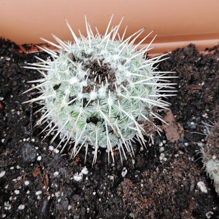 Photo of the plant species Mammillaria albilanata by @ChiefTrextoes54 named Gates on Greg, the plant care app