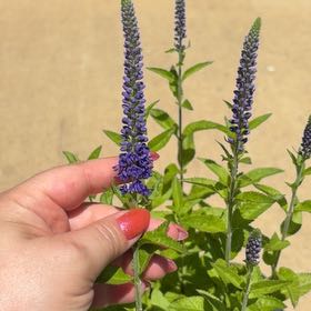Photo of the plant species Garden Speedwell by @FoxyRhubarb65 named Xena on Greg, the plant care app
