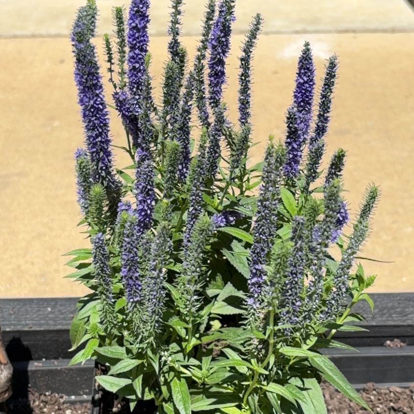 Photo of the plant species Veronica 'Royal Candles' by @FoxyRhubarb65 named Rainier on Greg, the plant care app
