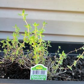Photo of the plant species English Thyme by @FoxyRhubarb65 named Harry on Greg, the plant care app