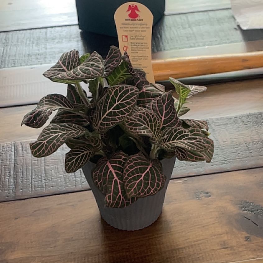 Photo of the plant species Mini Red Vein Plant by @MirthfulNoni73 named Keanu Leaves on Greg, the plant care app