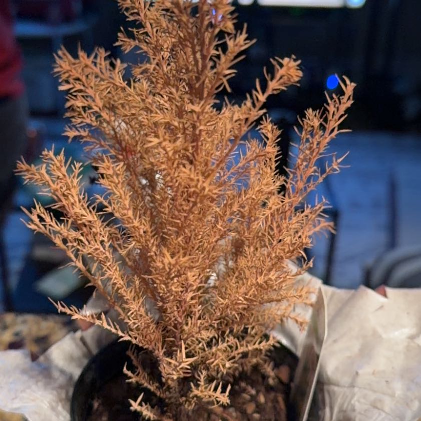 Photo of the plant species False Cypress 'Elwoodii' by @TirelessRedmint named LiloStitch on Greg, the plant care app