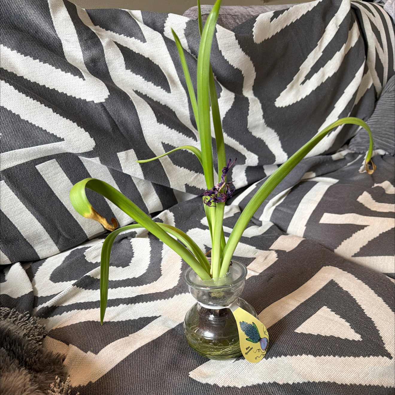 Photo of the plant species Blue Hyacinth Lilac by @TirelessRedmint named Wolf bane on Greg, the plant care app