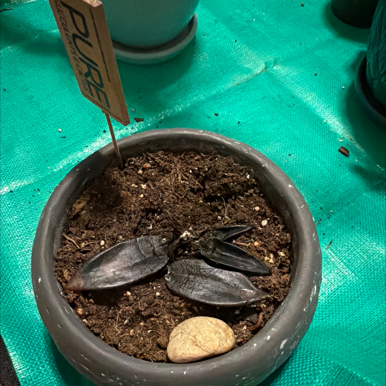 Photo of the plant species Echeveria 'Ebony' by @TirelessRedmint named Morgan Treeman on Greg, the plant care app