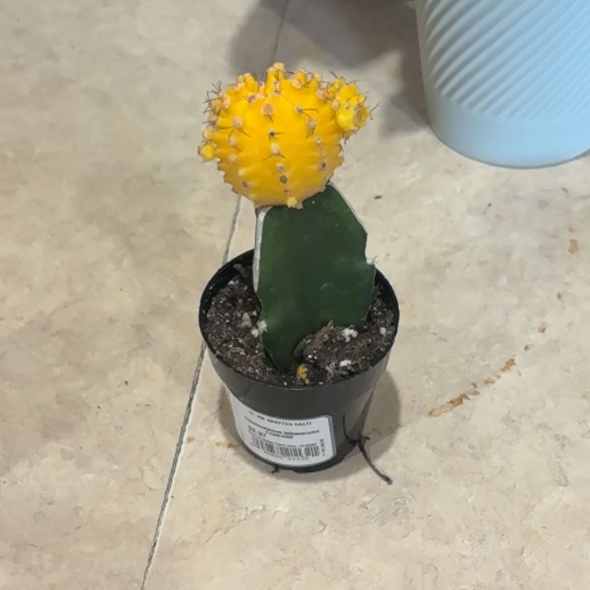 Photo of the plant species Moon Cactus by @FitMostii48 named Maya on Greg, the plant care app