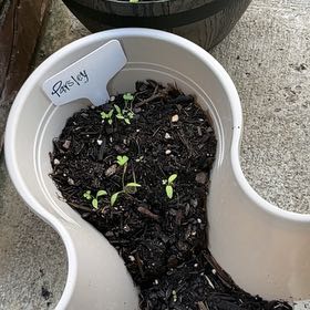Photo of the plant species Italian Parsley by @FestalAgboy31 named Lavender on Greg, the plant care app