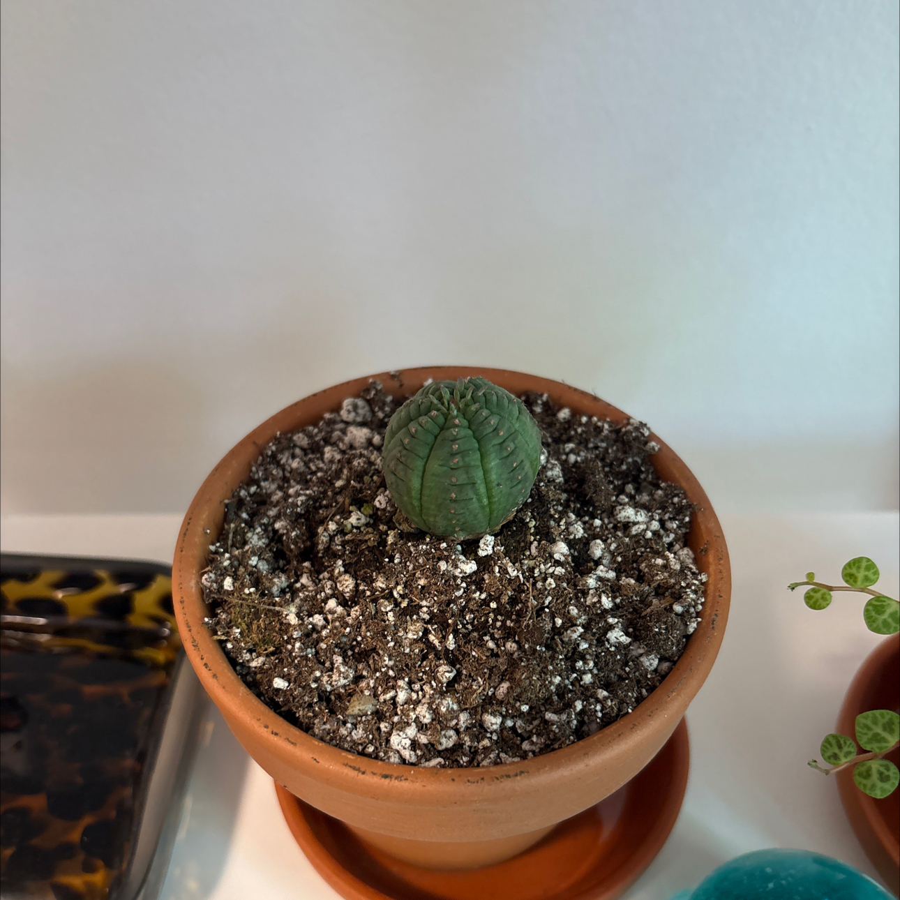 Photo of the plant species Baseball Plant by @SweetNiaouli85 named Timmy on Greg, the plant care app