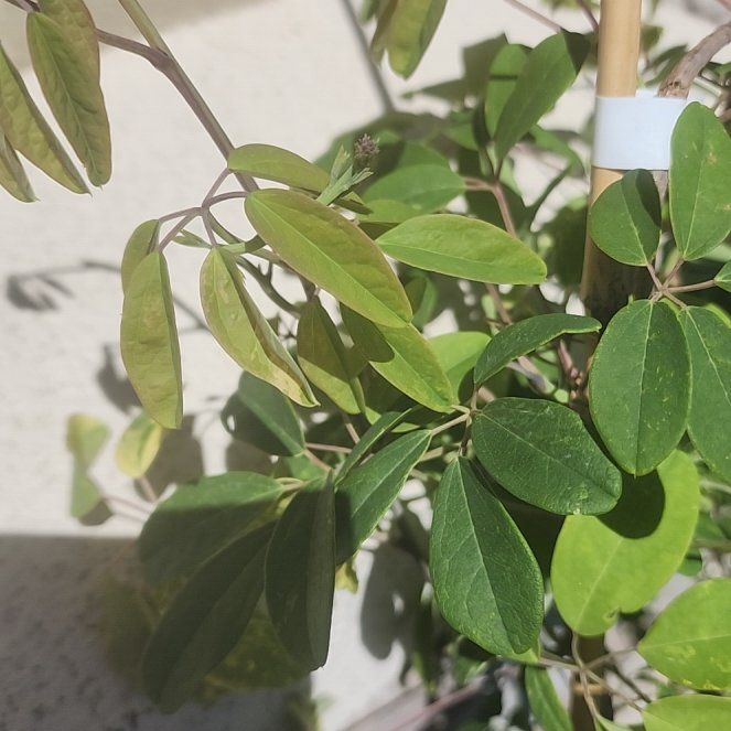 Photo of the plant species Akebia Quinata by @BentonIvy44 named Spike Leaves on Greg, the plant care app