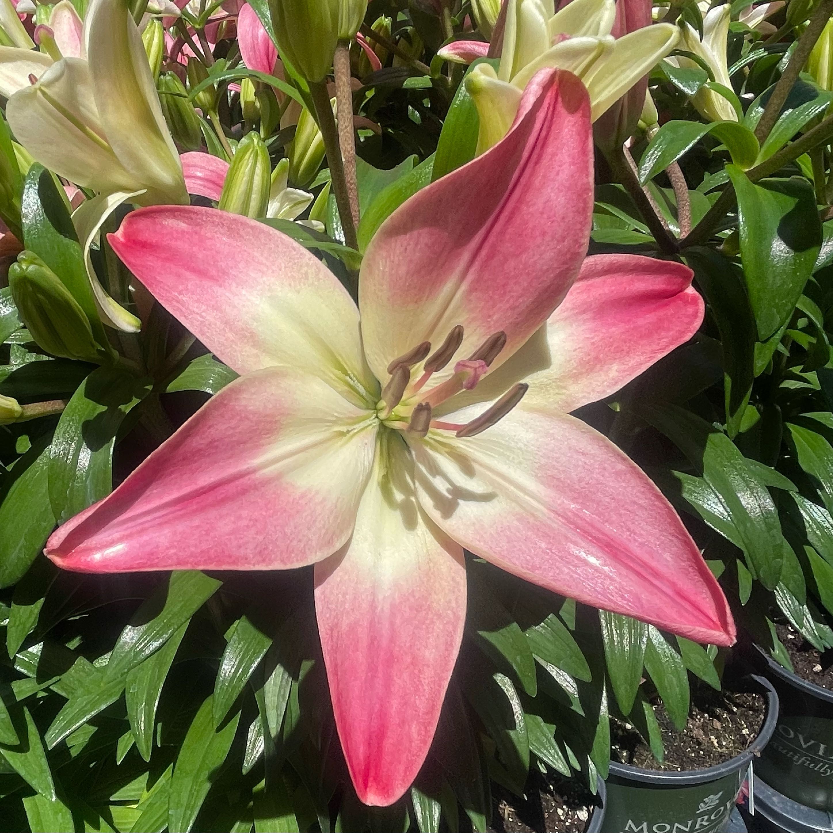 Photo of the plant species Asiatic Lily by @Pinksugars113 named Evangeline on Greg, the plant care app