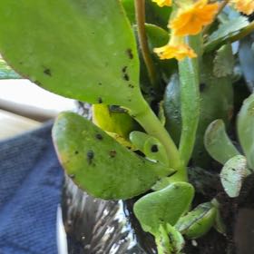 Photo of the plant species Pig's Ear by @CharmingKoa39 named Charlotte on Greg, the plant care app