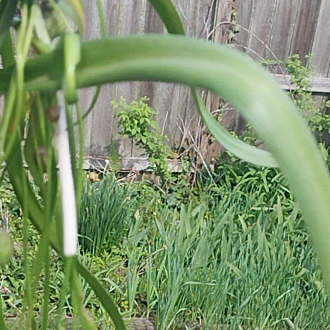 Photo of the plant species Black Swallow-Wort by @CoolChaya4 named Gomez on Greg, the plant care app