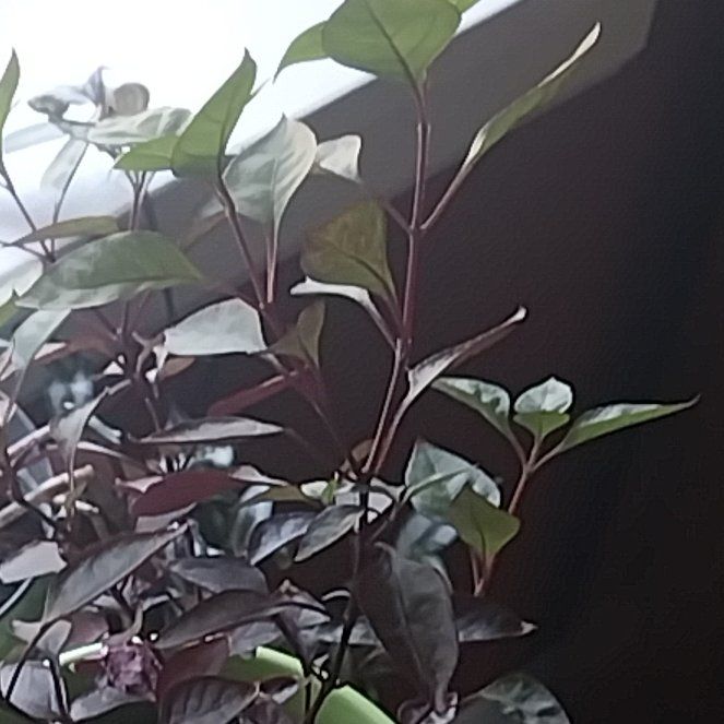 Photo of the plant species Metal Weed by @CoolChaya4 named Curie on Greg, the plant care app