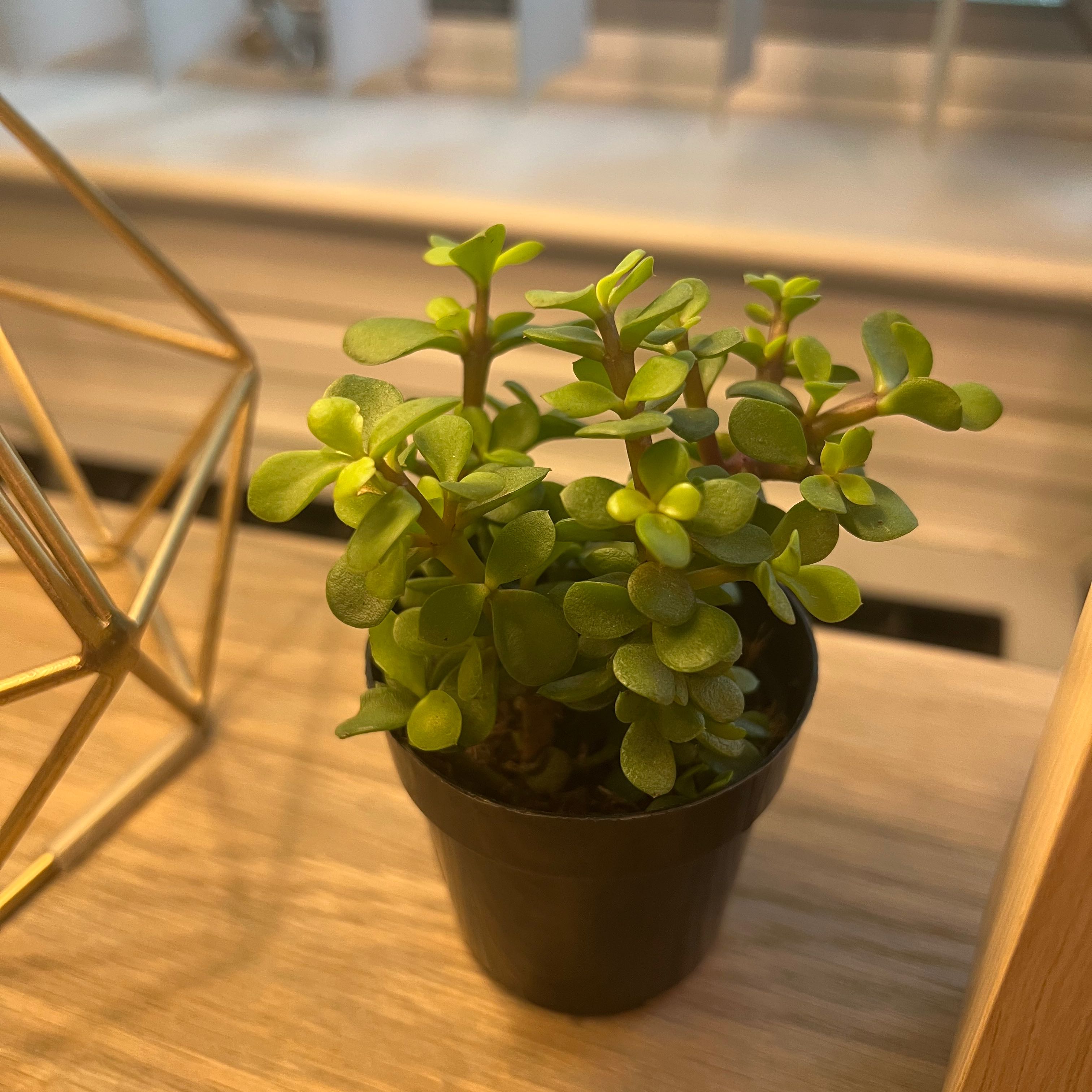 Photo of the plant species Elephant Bush Lilliput by @IJS named Lilly on Greg, the plant care app