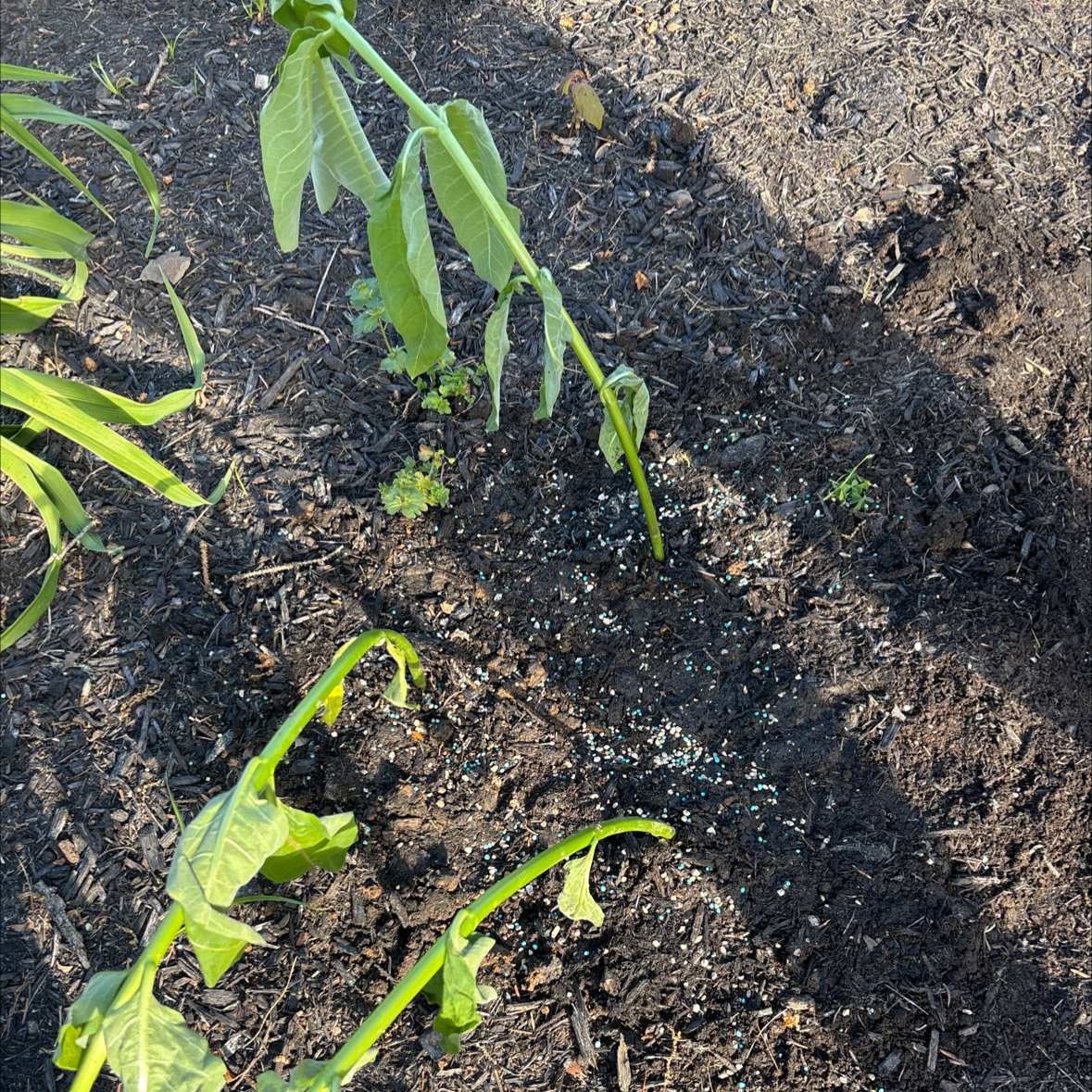 Photo of the plant species Common Milkweed by @DexterDogLoves named Milcery on Greg, the plant care app