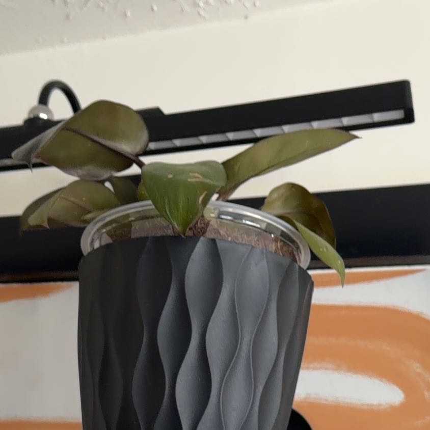 Photo of the plant species Philodendron Black Cardinal x Florida Beauty by @SpunkyLionsmane named Messi on Greg, the plant care app