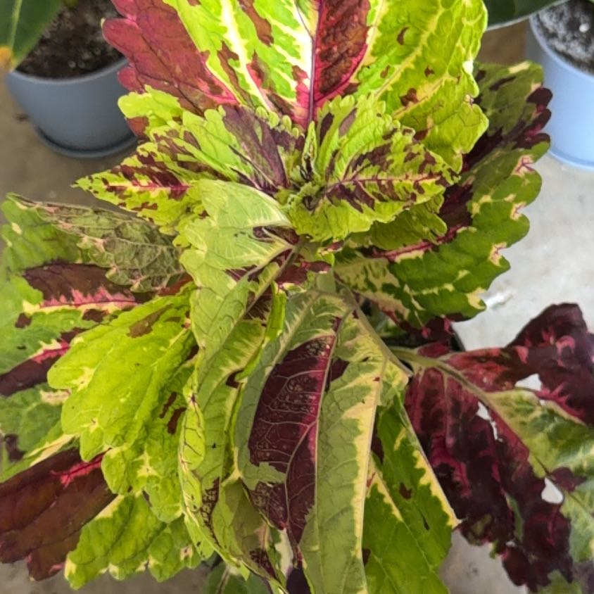 Photo of the plant species Coleus Kong by @SpunkyLionsmane named Sproutacus on Greg, the plant care app