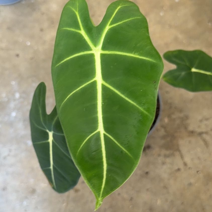 Photo of the plant species Alocasia Frydek by @SpunkyLionsmane named Delilah on Greg, the plant care app