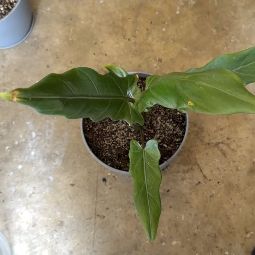 Photo of the plant species Purple Sword by @SpunkyLionsmane named Fernie Mac on Greg, the plant care app