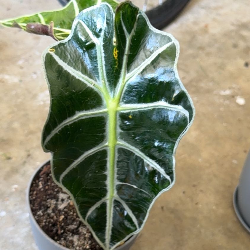 Photo of the plant species African Mask by @SpunkyLionsmane named Cleopatra on Greg, the plant care app