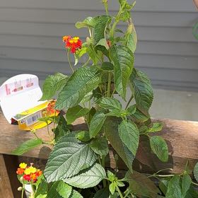 Photo of the plant species Lantana by @PaternalBlueash named Lebron on Greg, the plant care app