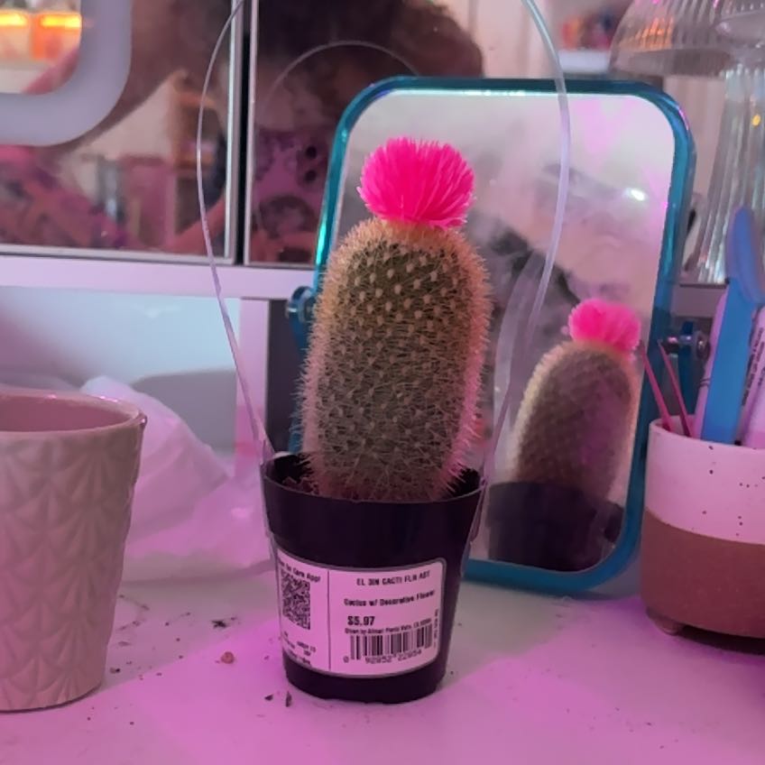 Photo of the plant species Cactus by @PotentRuby named Poppy on Greg, the plant care app