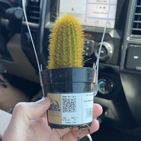 Photo of the plant species Assorted Weberbauerocereus by @BigRedflax41 named Zion on Greg, the plant care app