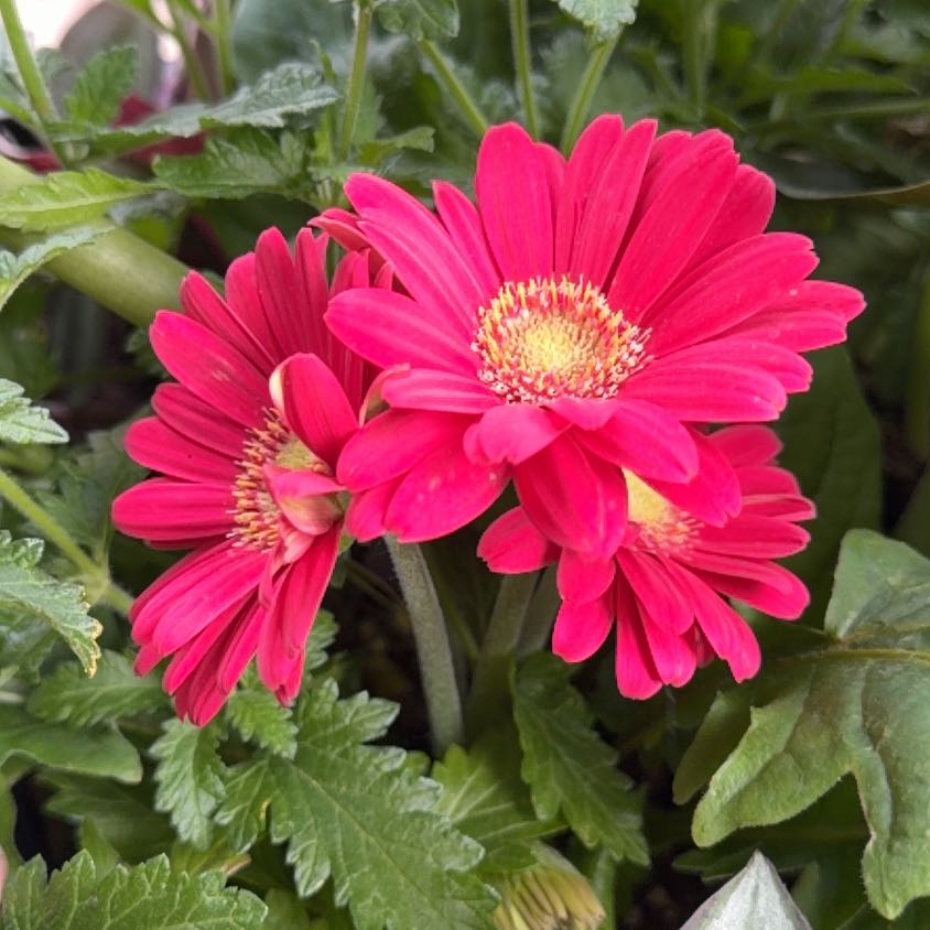 Photo of the plant species China Aster by @TryHopsage78 named Maya on Greg, the plant care app