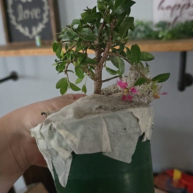 Photo of the plant species Dwarf Weeping Barbados Cherry Tree by @UnusualJade79 named Leaf Erickson on Greg, the plant care app