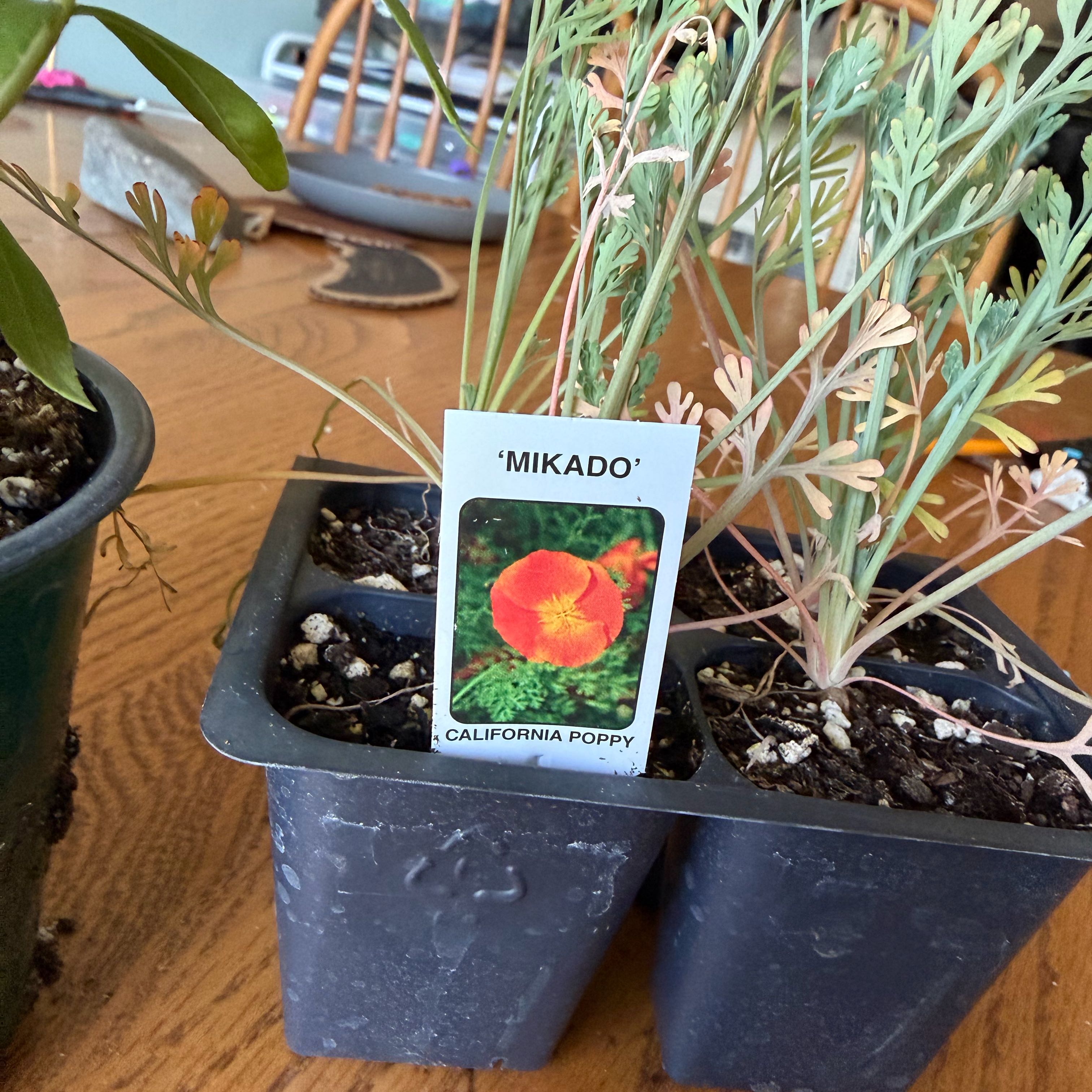 Photo of the plant species California Poppy by @PrizeDill12 named Lavender on Greg, the plant care app